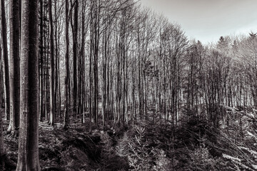 Landscapes -  Forest - Europe, Romania, Suceava region