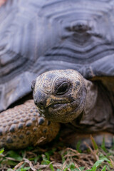 This photo captures an Aldabra giant tortoise leisurely walking across a grassy field. With its ancient, textured shell and powerful claws.