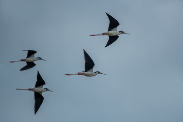 Black-necked stilt (Himantopus mexicanus) flying on blue sky background.