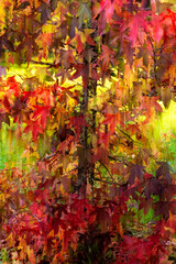 Blurred golden autumn foliage of a Liquidamber tree