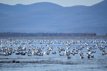 Snow geese on the river, Montmagny, Québec, Canada