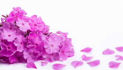 Obraz premium Closeup of Blooming Phlox Flowers and Petals Isolated on White Background. Top View of Flower with Empty Space.