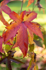 Sunlight on the red and golden autumn leaves of a Liquidamber tree in the Dordogne region of France