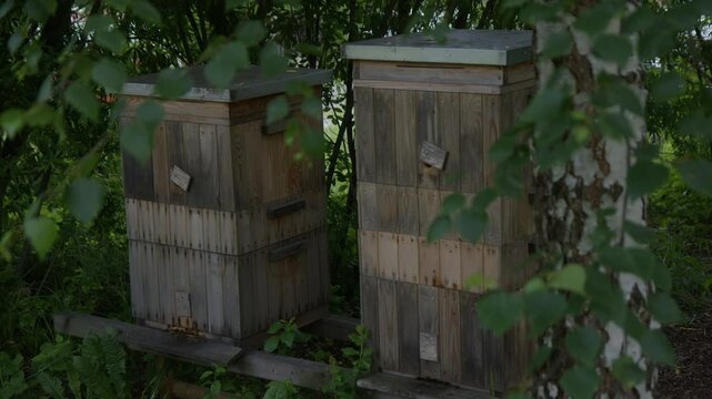 Beehive 1