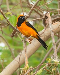 Bolsero de Dorso Naranja / Orange-backed Troupial (Icterus croconotus)