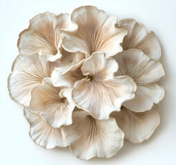 mushrooms isolated  on White background