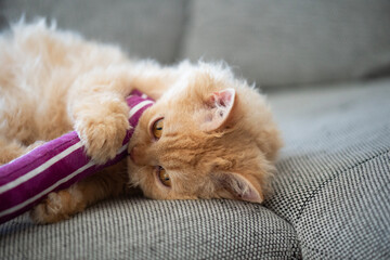 Selkirk Rex Kater mit einem Katzenminze Spielzeug