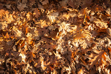 Golden autumn foliage of an oak tree