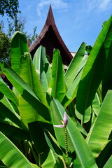 A Pink Flowering Banana flower (Musa Ornata) growing in Thailand