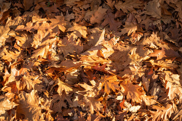 Sunlight on the colourful golden autumn leaves of an oak tree lying on a woodland floor in the Dordogne region of France