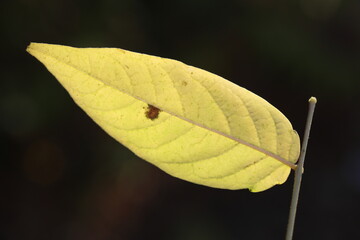 close up of yellow leaf in autumn
