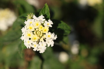 Fototapeta premium white lantana (shrub verbenas or lantanas) flowers 