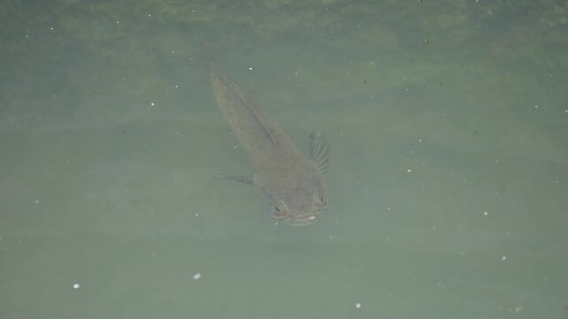 Snakehead or Channa orientalis Fish inside the water. 
Channa&nbsp;is a&nbsp;genus&nbsp;of predatory&nbsp;fish&nbsp;in the&nbsp;family&nbsp;channidae, native to fresh water habitats in asia. Asiatic Snakehead is a freshwater fish.
