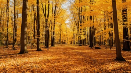 Fototapeta premium Foliage in a Dense Deciduous Forest, Golden Leaves Filling a Dense Forest