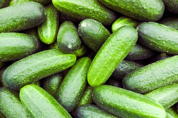Green Fresh and Healthy Cucumber.