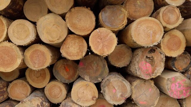 Cut wood timber logs in a pile at the roadside.