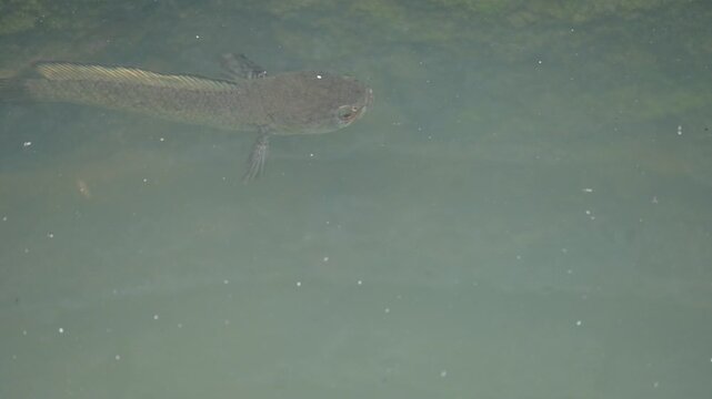 Snakehead or Channa orientalis Fish inside the water. 
Channa&nbsp;is a&nbsp;genus&nbsp;of predatory&nbsp;fish&nbsp;in the&nbsp;family&nbsp;channidae, native to fresh water habitats in asia. Asiatic Snakehead is a freshwater fish.
