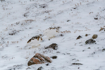 Schneehuhn