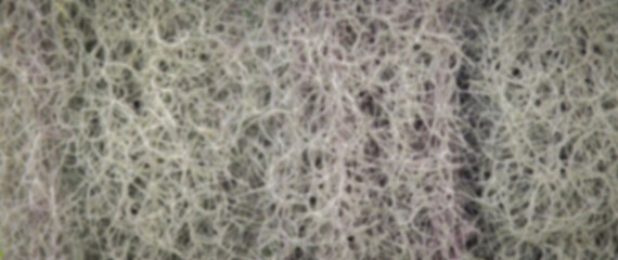 blurred background, lines of tree roots