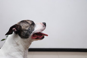 White pitbull with brown markings faces sideways in a well-lit room, tongue extended slightly,...