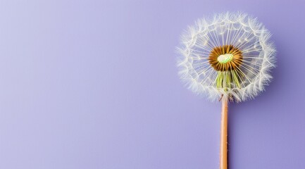 dandelion on purple background, 