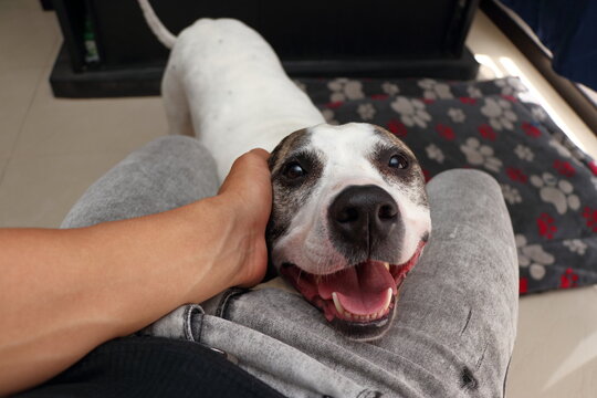 A smiling piybull dog lies close to a seated human, receiving gentle strokes in a friendly and loving atmosphere inside a home, expressing happiness and companionship.