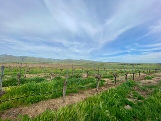 Obraz premium vineyard