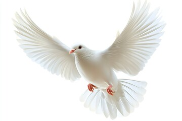 Fototapeta premium On a white background, a white dove flies freely. Generative Ai