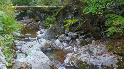 stream in the forest