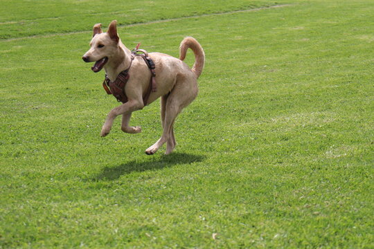 dog , perro, paseo , parque , salida , raza , pet 