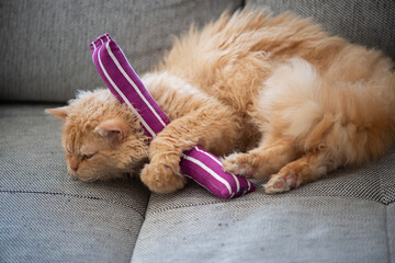 Selkirk Rex Kater mit einem Katzenminze Spielzeug