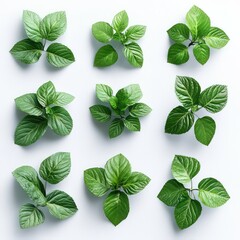 Patchouli Leafs On White Background, Generative AI	