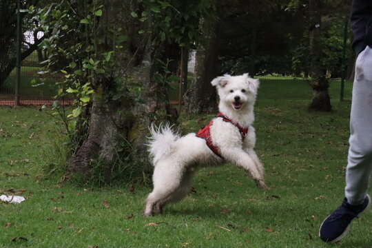 dog , perro, paseo , parque , salida , raza , pet 