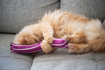 Selkirk Rex Kater mit einem Katzenminze Spielzeug