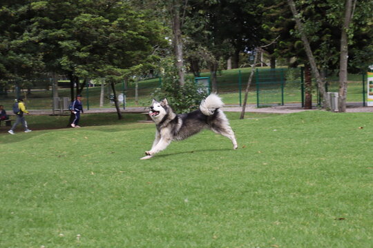 dog , perro, paseo , parque , salida , raza , pet 