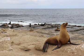 Sea Lion in San Diego