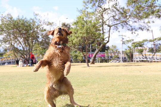 dog , perro, paseo , parque , salida , raza , pet 