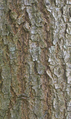 Fototapeta premium Beautiful close-up of the bark of quercus lobata
