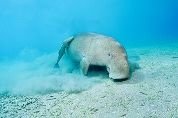 Dugong (sea cow) at Marsa Mubarak, Red Sea, Egypt