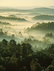 Serene Morning Fog