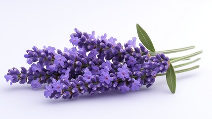 Fototapeta premium A bouquet of fresh lavender flowers on a white background.