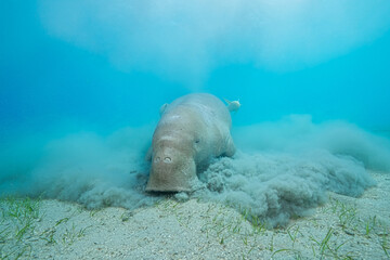 Dugong (sea cow) at Marsa Mubarak, Red Sea, Egypt