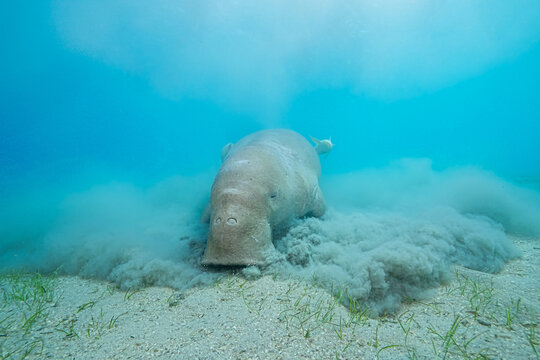 Dugong (sea cow) at Marsa Mubarak, Red Sea, Egypt