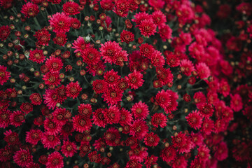 Naklejka premium Autumn flowers in pots in flower shop. Halloween and Thanksgiving fall season decoration with flowers in baskets. Part of a series. Soft focus