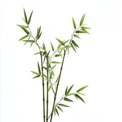 Fototapeta premium Green bamboo stems with leaves, cut out isolated on white a background