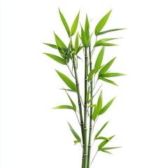 Obraz premium Green bamboo stems with leaves, cut out isolated on white a background