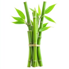 Obraz premium Green bamboo stems with leaves, cut out isolated on white a background