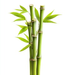 Naklejka premium Green bamboo stems with leaves, cut out isolated on white a background