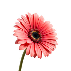 Single Pink Gerbera Daisy Flower 