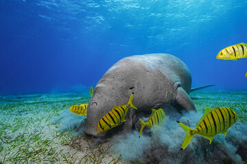 Dugong (sea cow) at Marsa Mubarak, Red Sea, Egypt